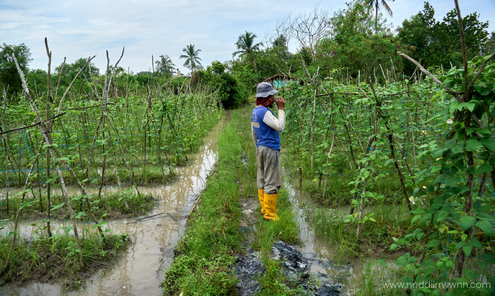Seorang petani berdiri di area kebun kacang panjang yang terendam genangan air akibat tingginya curah hujan di Kecamatan Paal Merah, Kota Jambi, Senin (25/5/2026).